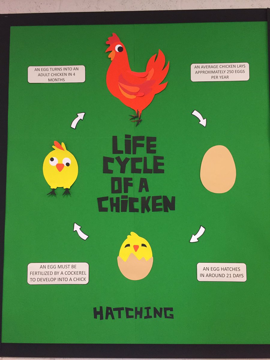Livvi_Fay's tweet photo. Here we go !! The year 9s have been incubating some of our eggs in class. 🐣 #schoolfarm #classproject @LeverParkSchool @bolton_pru https://t.co/AlNhBQ1XFp