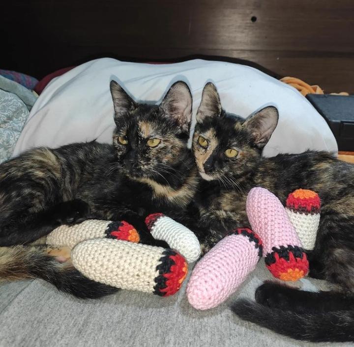 CoronelCannabis's tweet photo. E esses gatinhos felizes com seus Beck com catnip de crochê da #HighCat? 🥰 O seu não merece não????? Tem lá no site em: https://t.co/Skczax2fIA https://t.co/QQu40cAJ2Y