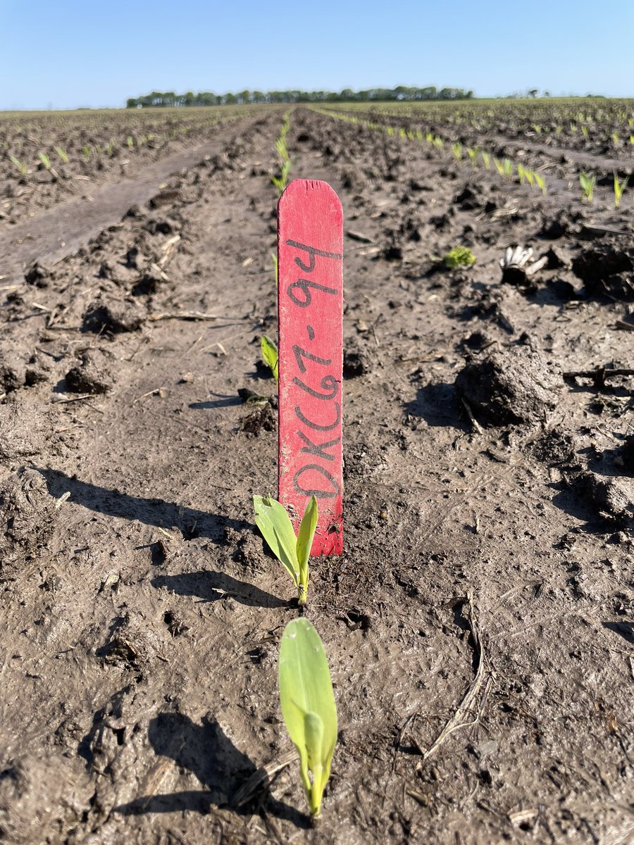 jw_schneid's tweet photo. Impressed how @Asgrow_DEKALB DKC67-94 comes out of the ground. #YieldChaser 🌽 off to a good start. @DKAS_SIL #Bayer4IL https://t.co/sq3ZqoE60A