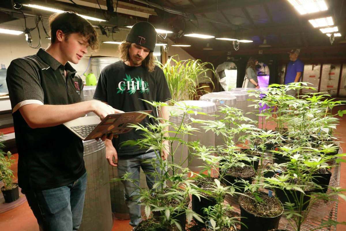 TAMU's tweet photo. On a corner of west campus, there is a greenhouse full of legal cannabis. 🌱

#Hemp could soon be a billion-dollar industry — so @aglifesciences researchers and students are leading the charge to study and grow it in Texas. #tamu

@HoustonChron: https://t.co/j5joAbdQDo https://t.co/sjT7xKloie