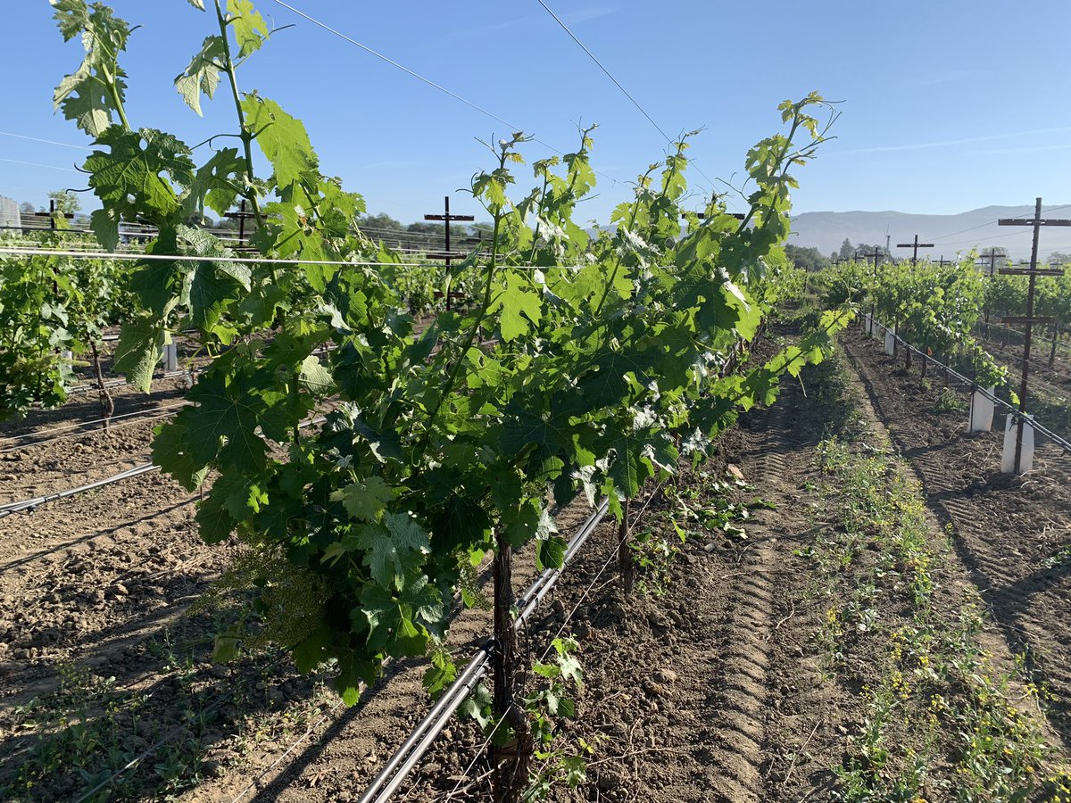 Differences between 420A vs 3309C rootstock on scion shoot extension of Cabernet Sauvignon irrigated to 50% ET crop @UCDVEN Oakville Station. <a href="/sbarros_/">Samuel Barros</a> <a href="/aleclevin/">Alec Levin 🍇👨🏻‍🔬</a> <a href="/ucanr/">Ag&Natural Resources</a> <a href="/ucdavisCAES/">CA&ES, UC Davis</a> <a href="/grapetweets/">Matthew Fidelibus</a>