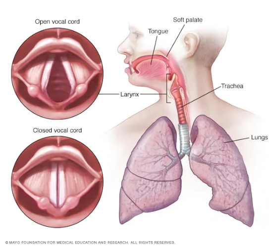 Residency Research Day: First-attempt intubation success among emergency medicine trainees by laryngoscopic device and training year: National Emergency Airway Registry Study (Samuel Garcia)