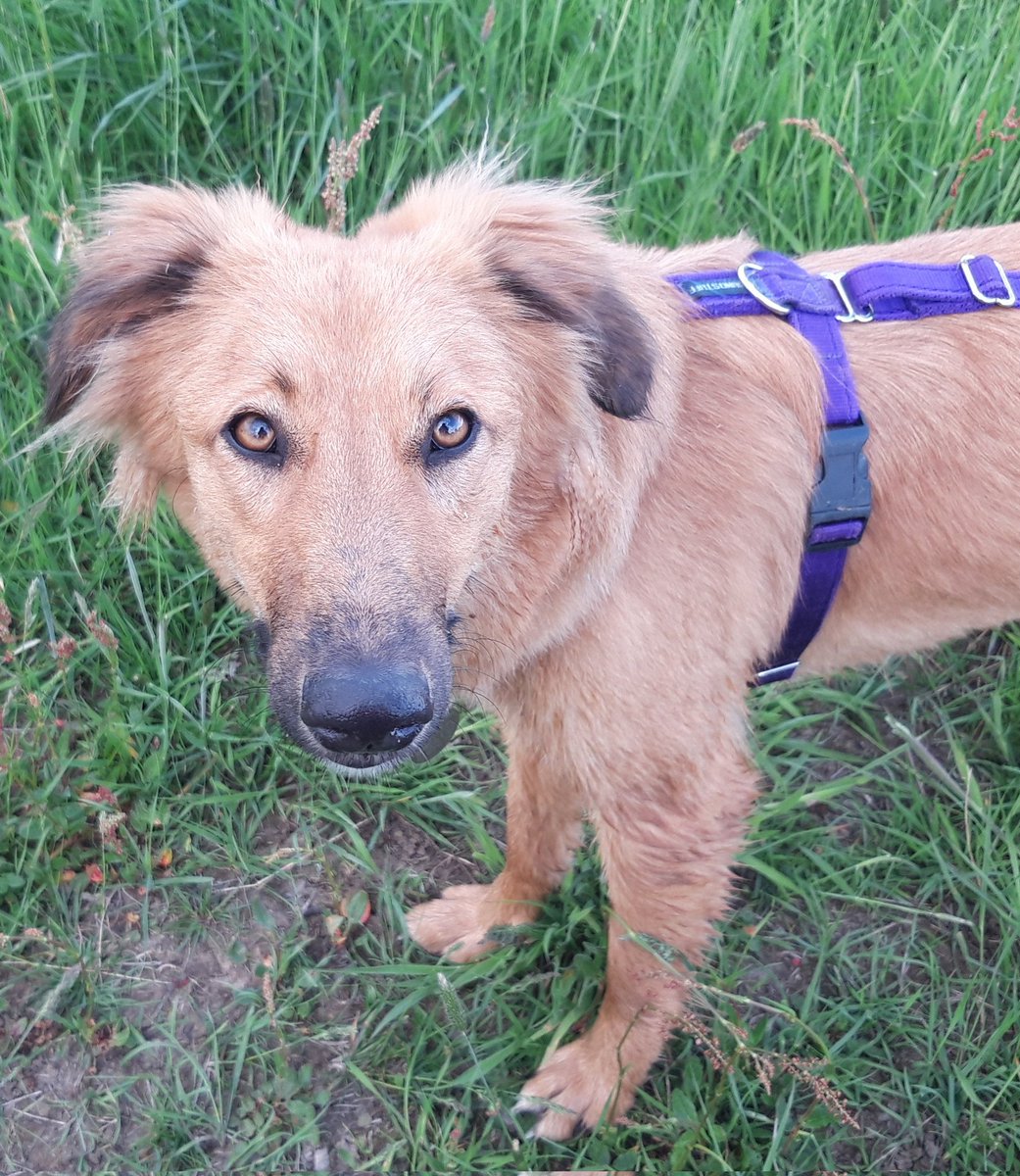 Sandra Collins tweet media