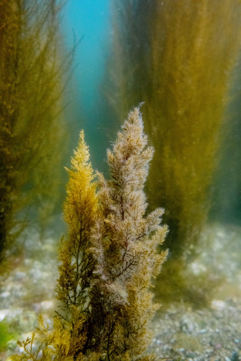 disvare's tweet photo. 1er essai du caisson étanche #Seafrogs avec le #Fujifilmxt4 https://t.co/Mpc3AcRLRy