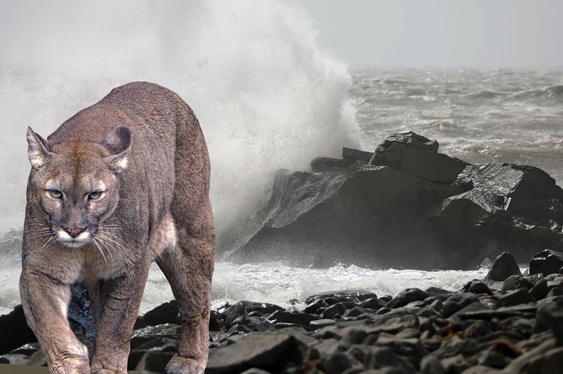 northwaleslive's tweet image. Dad and his young son abandon barbecue after spotting 'puma' on Gwynedd beach
dailypost.co.uk/news/north-wal…