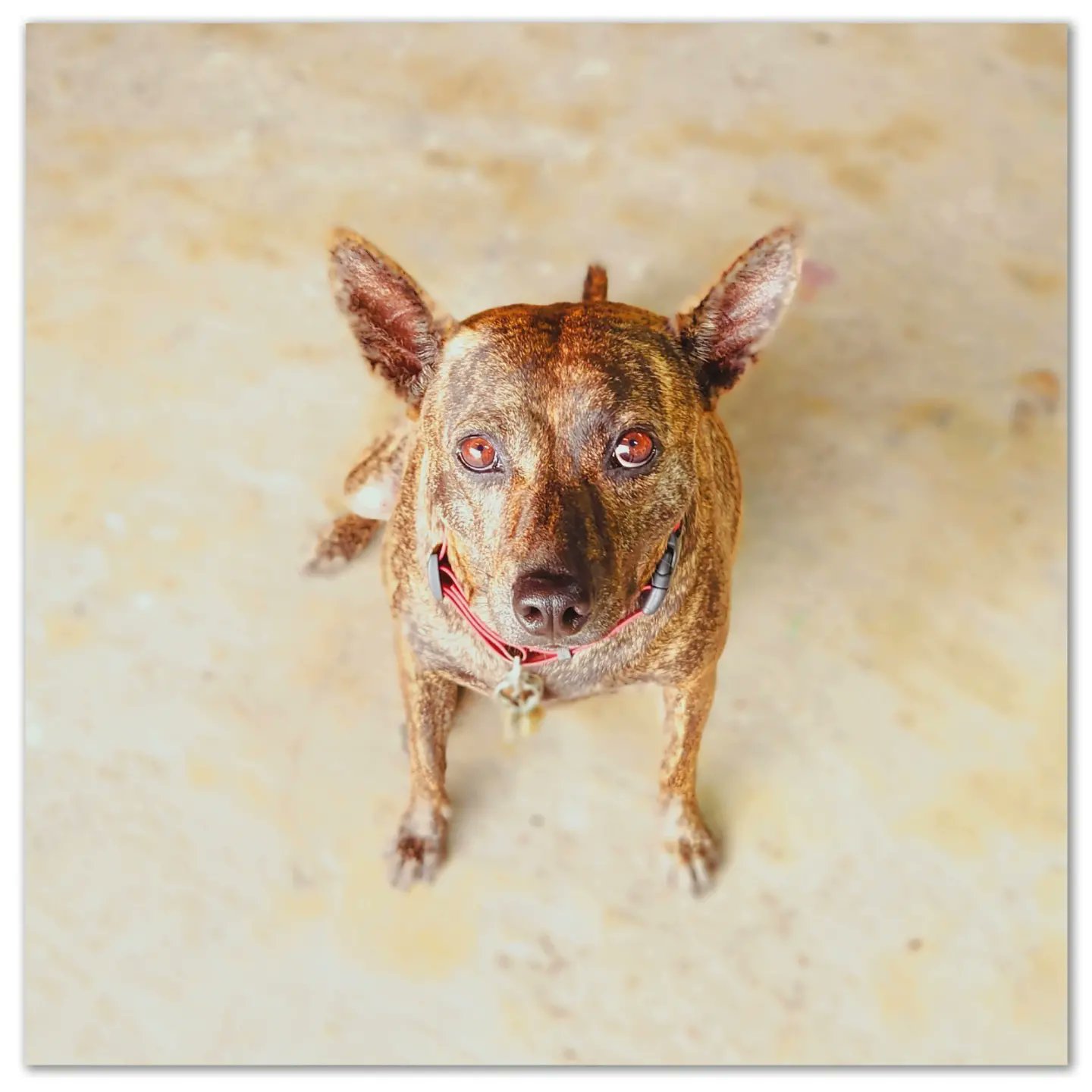 虎斑犬 Twitter Search Twitter