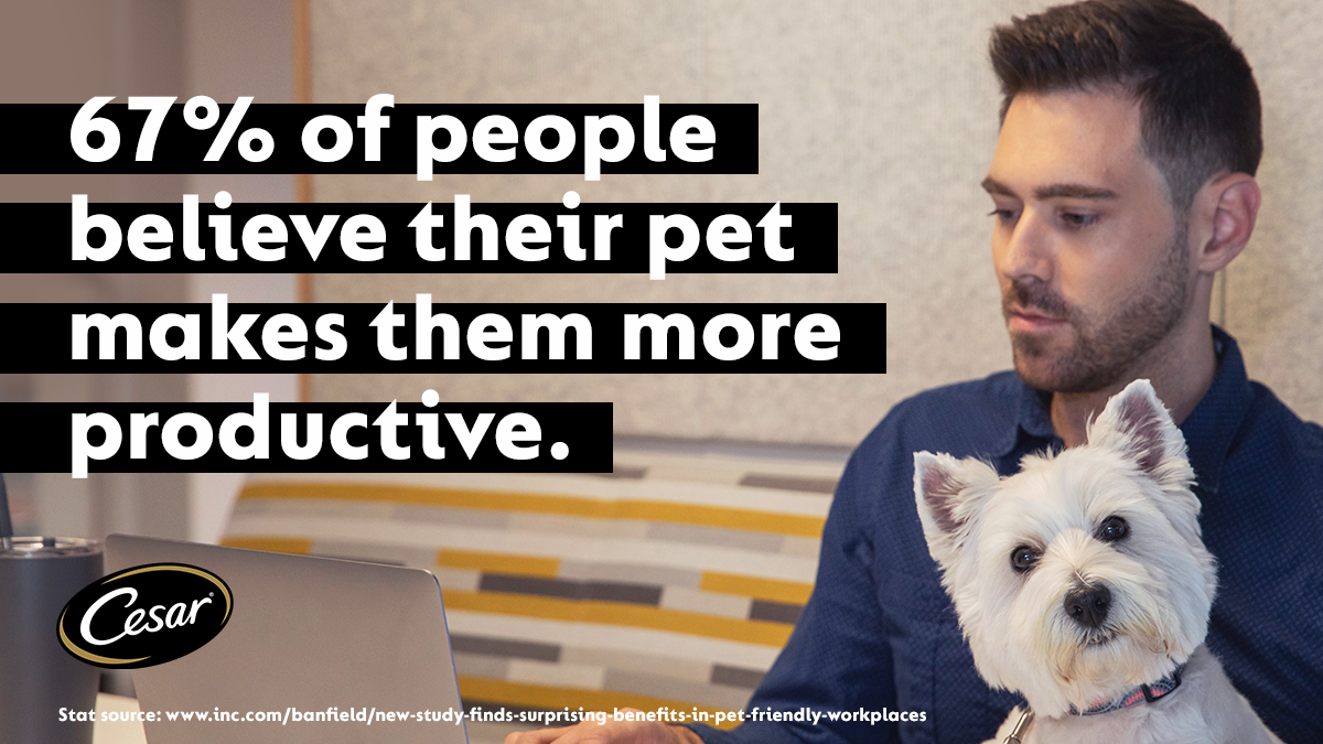 CesarCuisine's tweet photo. #CESARHireMyDog digs dogs at work: pet parents, puppers, and co-workers all benefit! 86% of employees felt less stressed with dogs around and 88% reported a morale boost.* Like and RT to support #DogFriendlyOffices!
.
.
*https://t.co/pJWLn0psIW https://t.co/ZCYLSsehFm