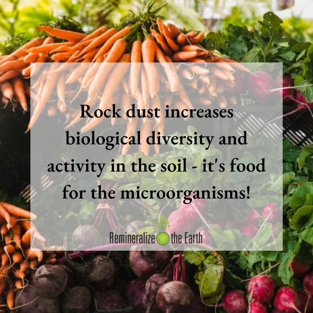 remineralize's tweet image. Rock dust creates biological balance, increased fertility, diversity, and activity in the soil - it's food for the microorganisms and the earth worms love it! 🥕

#Remineralization #RockDust #SaveSoil #SustainableSolutions #AgroInnovation #InternationalBiologicalDiversityDay