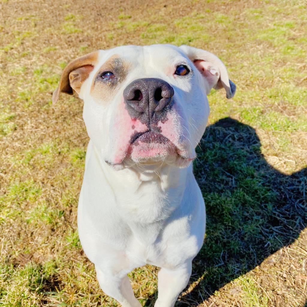 Humane Animal Partners tweet media