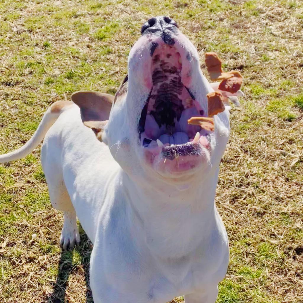 Humane Animal Partners tweet media