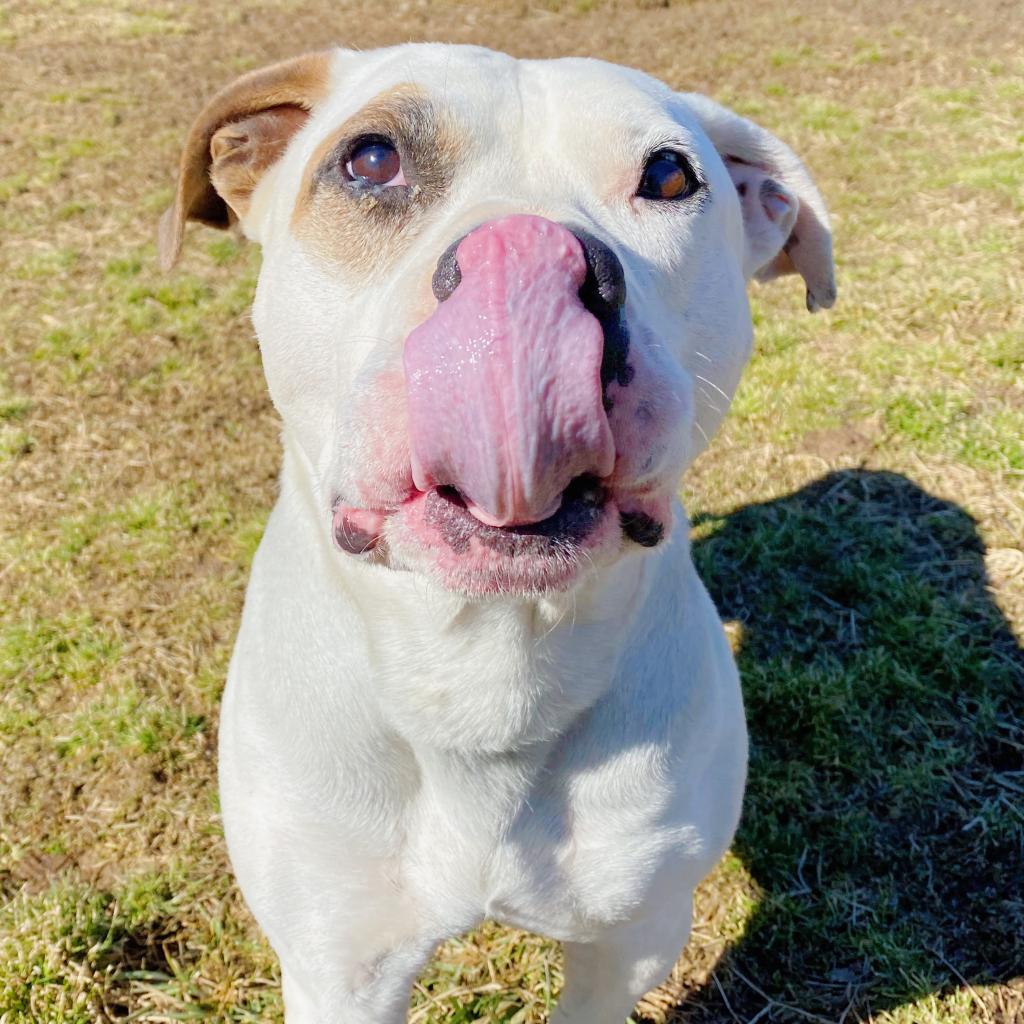 Welcome to this week's #DHAWolfWednesday featuring this cutie, Raider! 🐶 If you are interested in Raider or adopting any PAWsome puppies, please submit a questionnaire at delawarehumane.org/dogs #Dogs #Adopt #DHA #Shelter #Delaware #WilmDelaware #Adoption #Friendsforlife