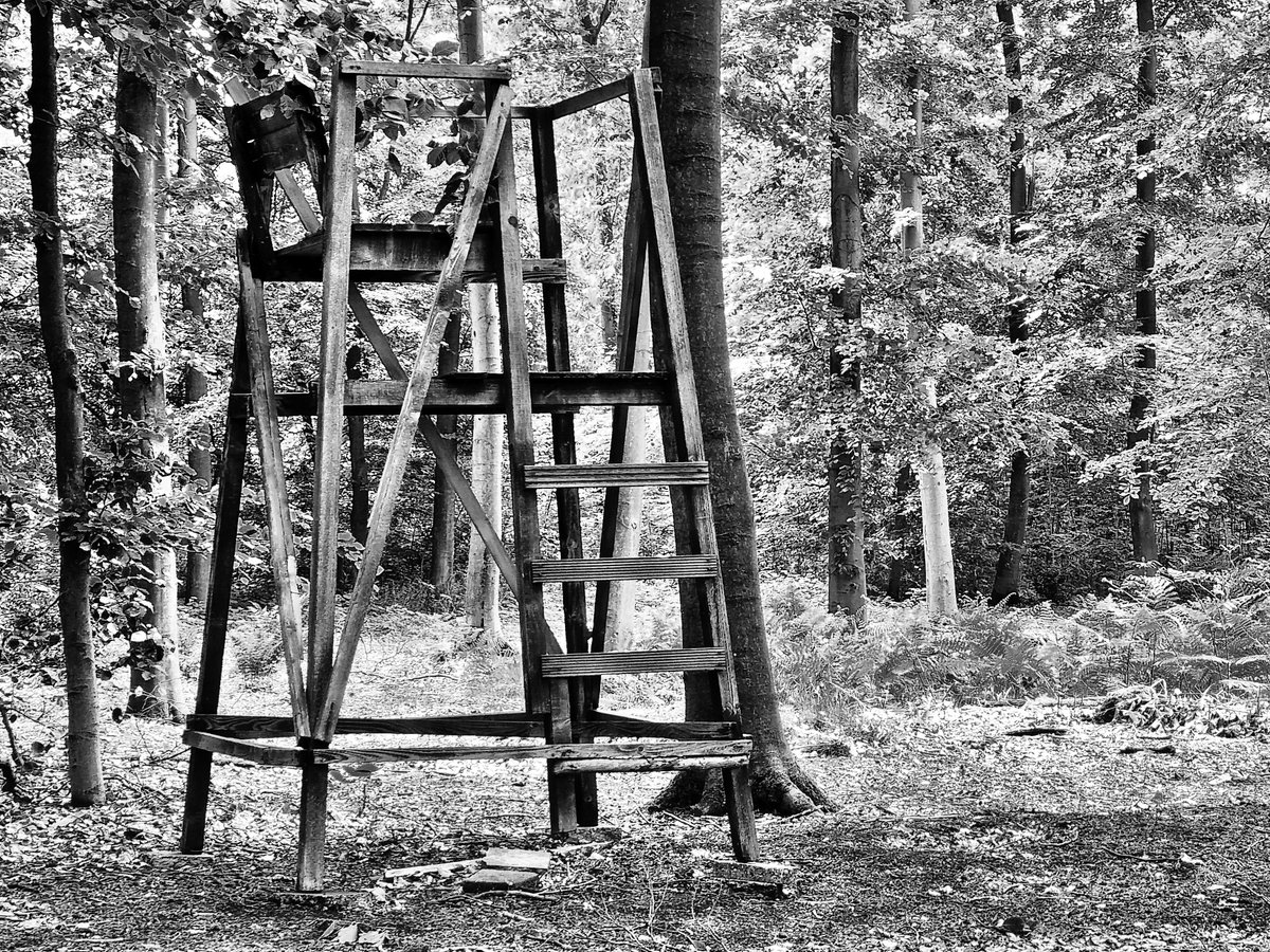 'Sit up and enjoy nature' #blackandwhitephotography #nature #forrest #woods #highseat #trees