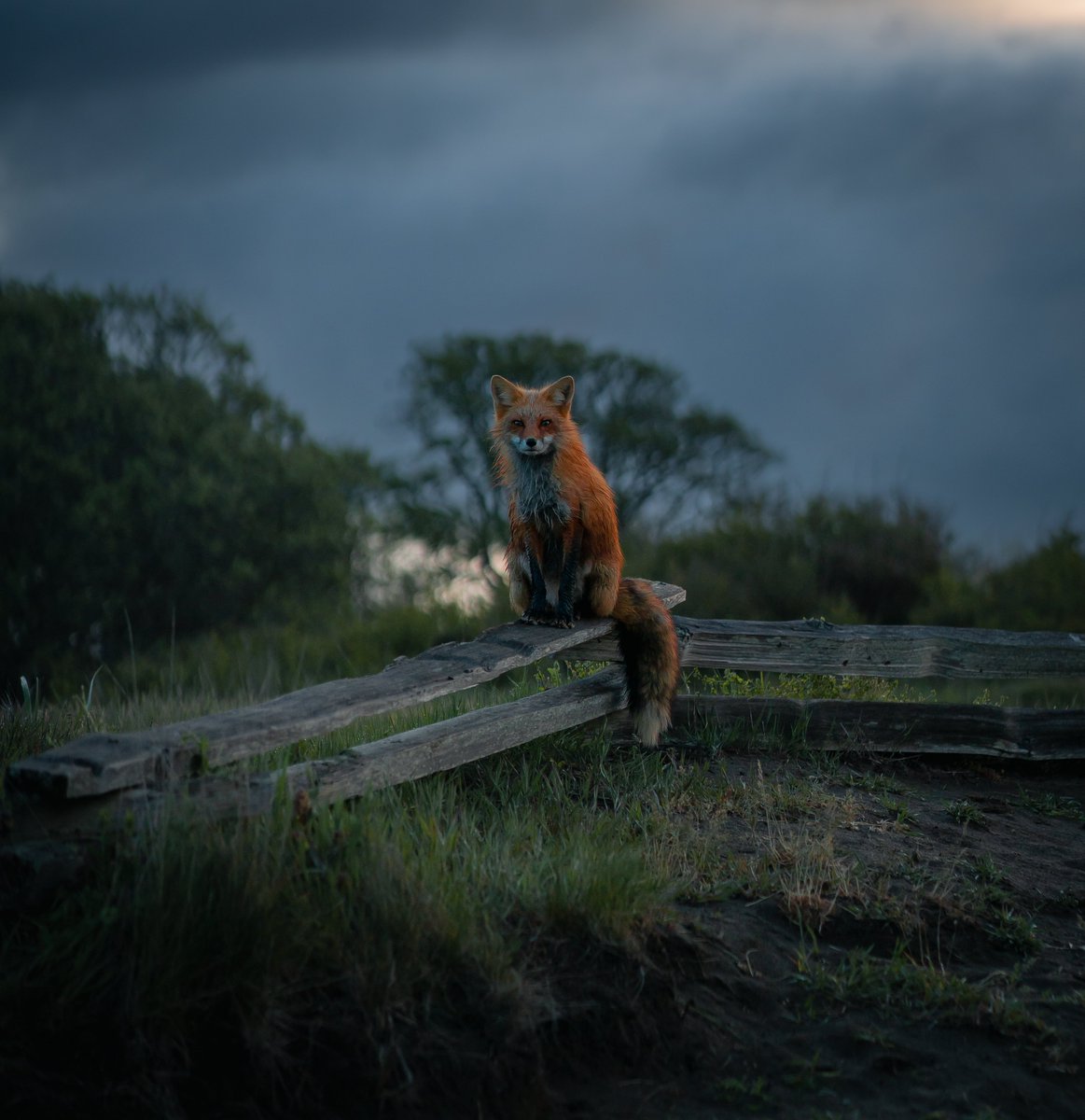 gm what does the fox say?