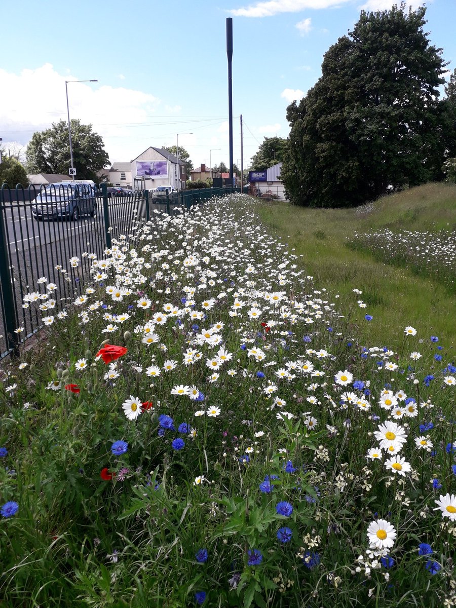 Wildflowers in Golftyn Park, great for biodiversity and pollinators. <a href="/FCCcountryside/">Cefn Gwlad SyF - FCC Countryside</a> <a href="/CheshireWT/">Cheshire Wildlife Trust</a> <a href="/DeesideDotCom/">DEESIDE.com</a>