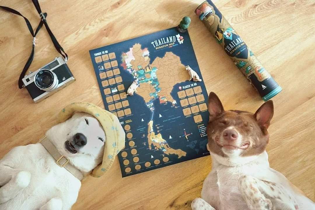 ALLABOUTKRBYNN's tweet image. 📆 หาวันหยุด ออกไปเที่ยว ไปพักผ่อน แล้วกลับมาขูดแผนที่ #ScratchMap เพื่อเก็บความทรงจำกันนะคะ

• พร้อมส่งแผนที่น่ารักด้วยดีไซน์จาก #GoodWeather
• อัดแน่นด้วยกิจกรรม ของกินให้ขูดแบบคุ้มสุด
• วัสดุคุณภาพดี ขูดง่ายมากกก และมีปิ๊กขูดแถมทุกกระบอก 🏕️🏝️🌠🌁

#ของดีบอกต่อ #แต่งบ้าน