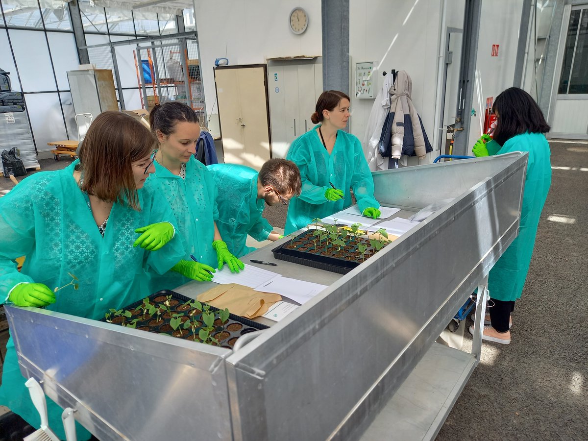 SUCSEED_Project's tweet photo. [1/4] Ca s'active dans SUCSEED !
Aujourd'hui 2 équipes de l'IRHS @INRAE_PdL se retrouvent en serre. https://t.co/ruQp0Adel4