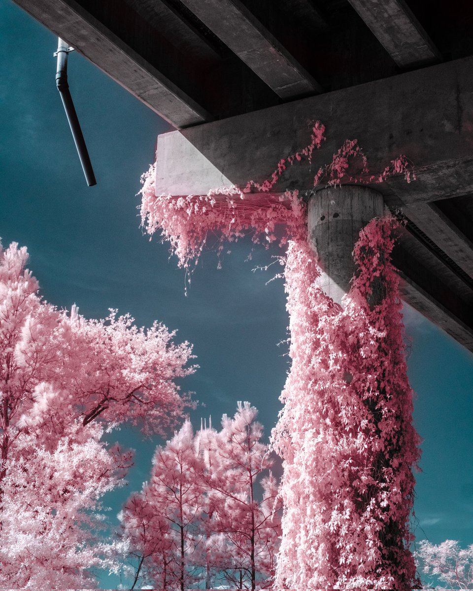 knifemakerguy's tweet photo. Overgrowth https://t.co/gqD3QhJFyy