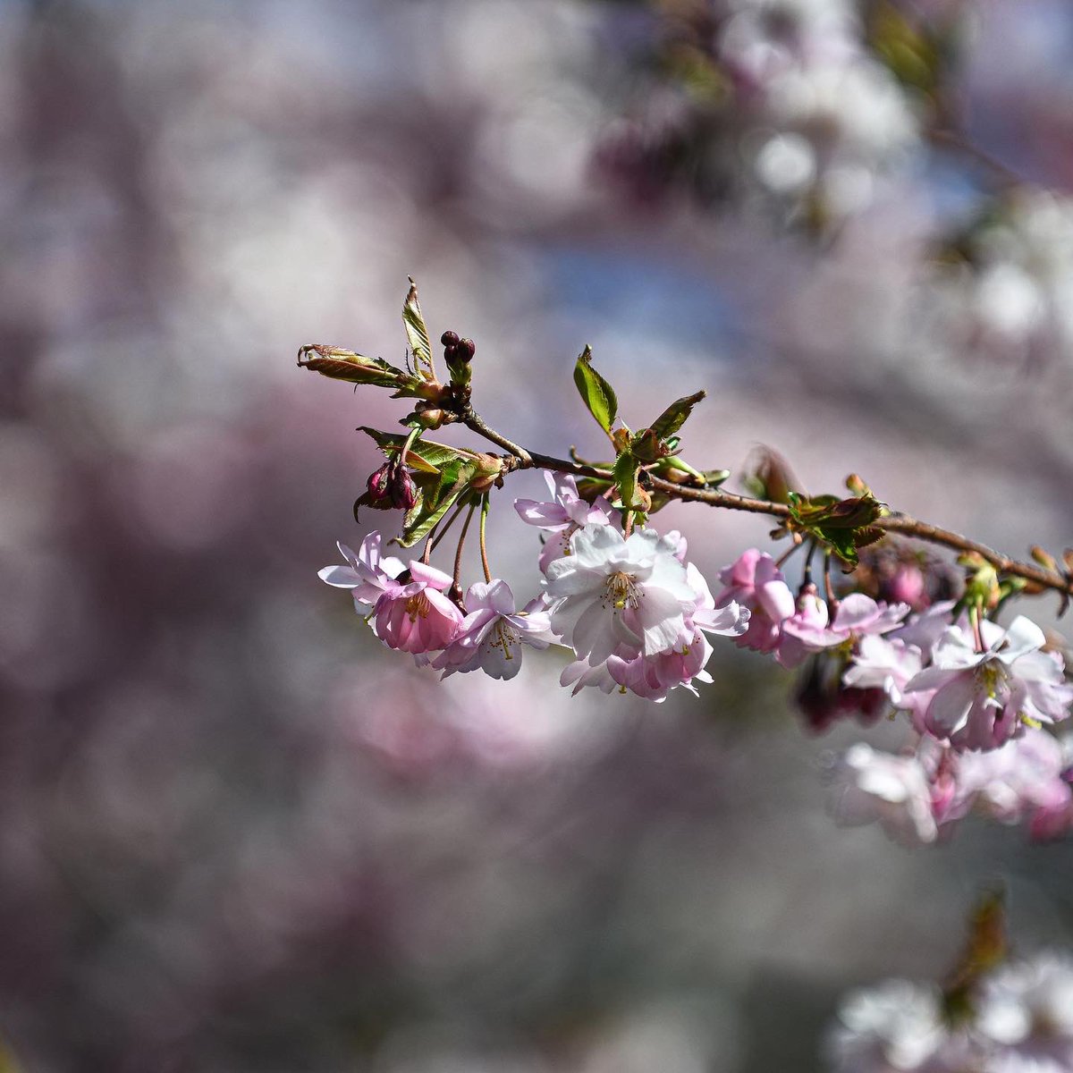 KulinichStepan's tweet photo. #весна #photography #spring https://t.co/sEwzETcuo5
