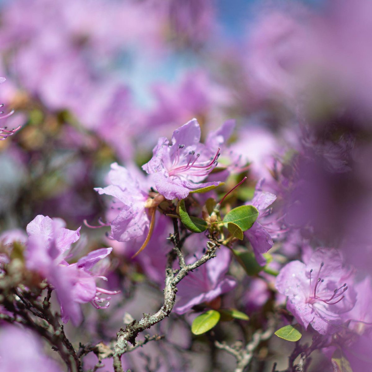KulinichStepan's tweet photo. #весна #photography #spring https://t.co/sEwzETcuo5