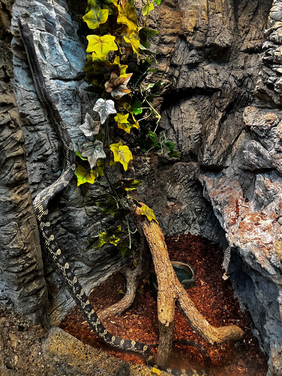 KriCarza's tweet photo. We made a friend :) Smokey, the Western Rat Snake can be found living in forests throughout Texas. #HMSYES2022 https://t.co/xTTh2zwiHz