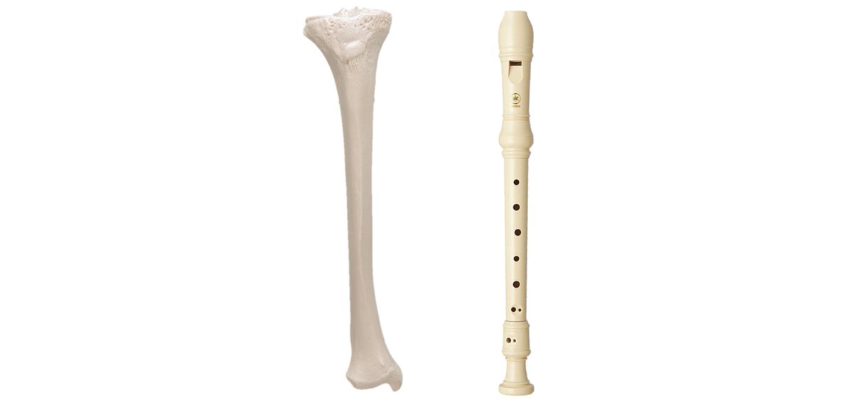 Tíbia é um nome que vem do latim e significa ´Flauta´. Atualmente as flautas são feitas de madeira ou metal, mas muito antigamente eram feitas dos ossos da perna de aves 🦤