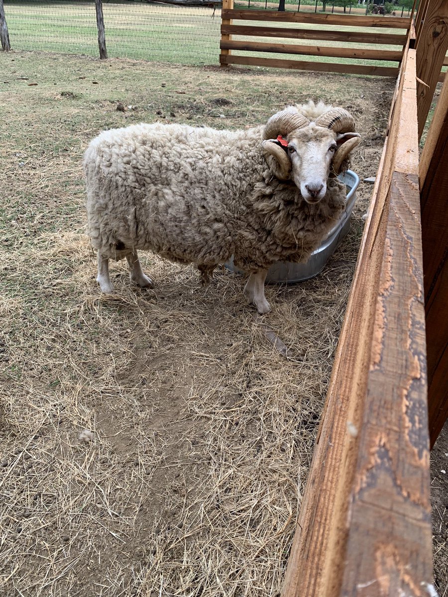 Did you know where wool comes from?! Sheep shearing at Nash Farms today. #HMSYES2022