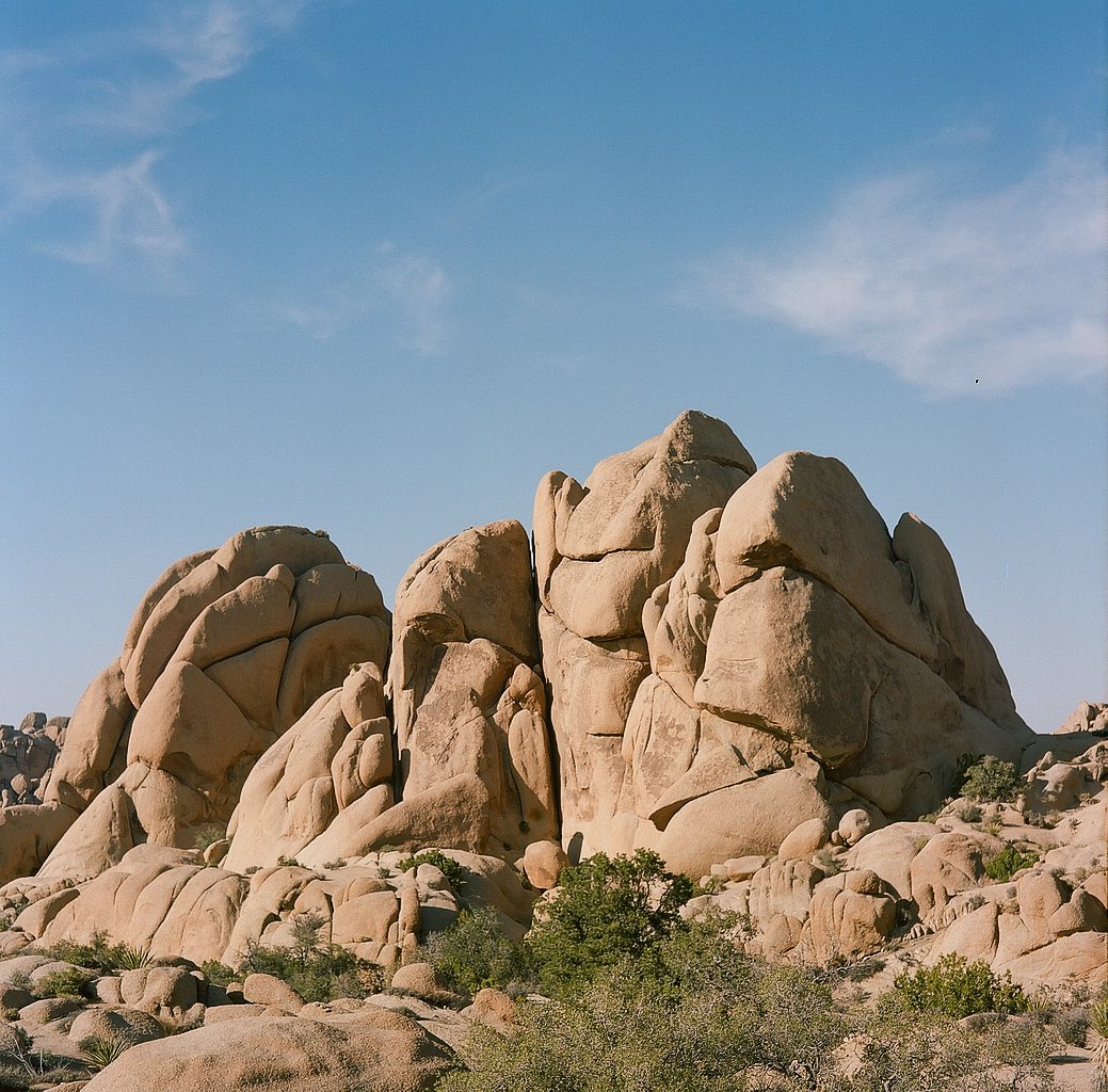 enriquecuzz's tweet photo. joshua tree on portra 400 🎞 https://t.co/h9q8mV4QM9
