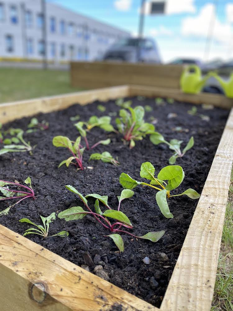 Our new eco-garden is taking shape and today the Gardening Club has planted its first seedlings!! 🌱 #Achievement #Community #Enjoyment #Sustainability