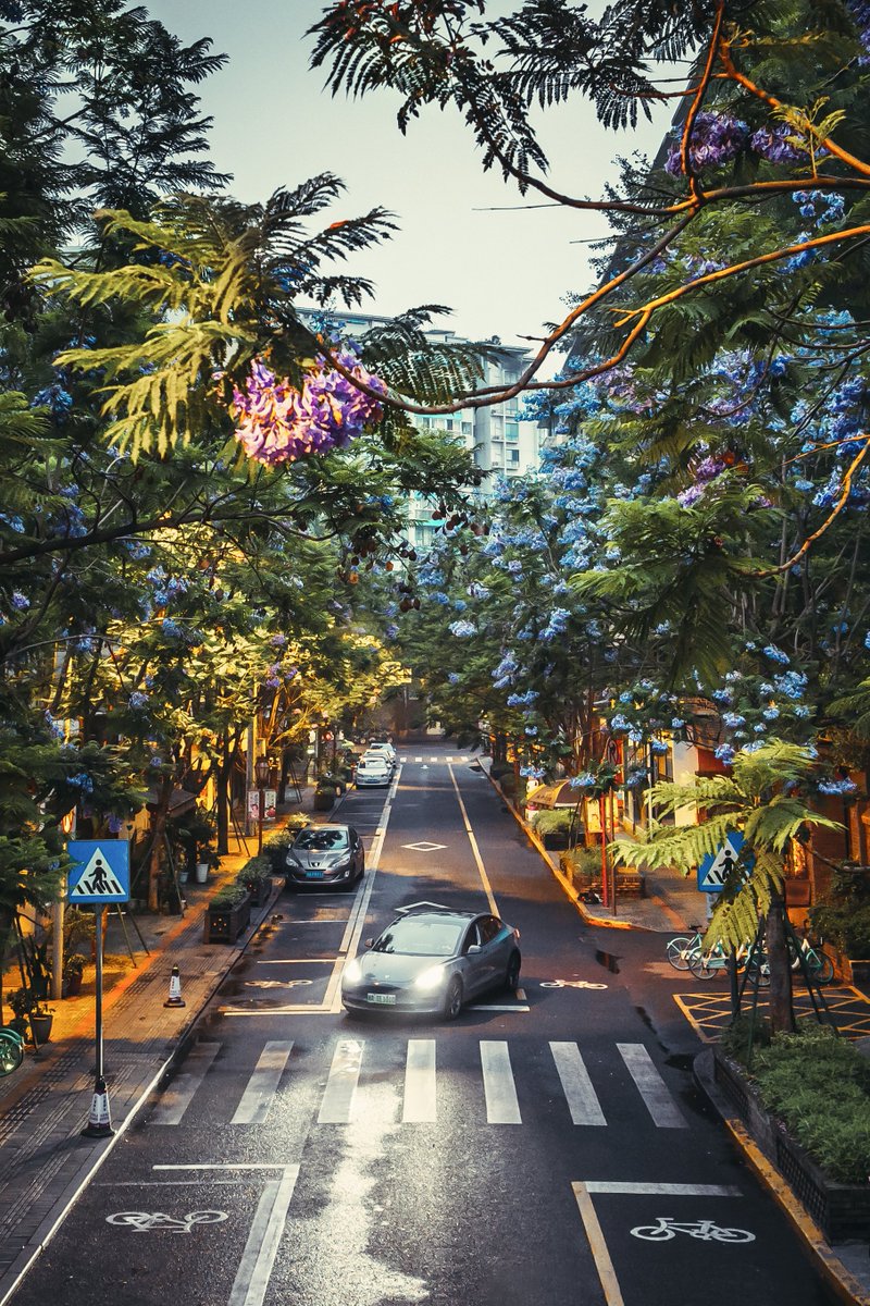 Tesla_Asia's tweet photo. Let your every journey bloom like blossoms. 
📷: 逍遥Francis https://t.co/0CCAGq6sMr