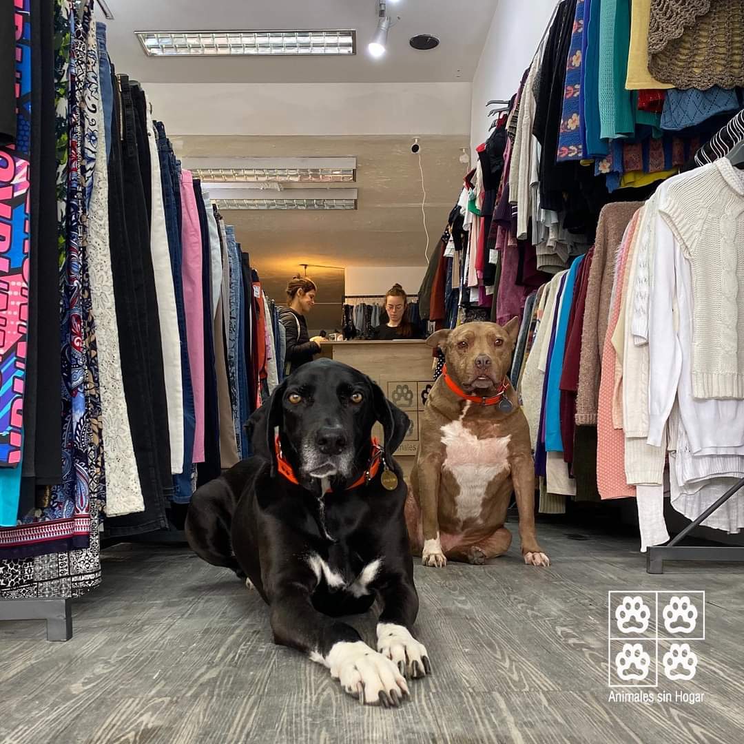 Abrimos!!!! Agraciada 4283 bis. esq. Carlos María Ramirez. 
Queríamos inaugurar el día que abriéramos las puertas para ustedes, pero no lo logramos! Porque aún seguimos preparando el local para recibir a los michis que estarán en adopción y alguno de nuestros “ladradores” 😋.