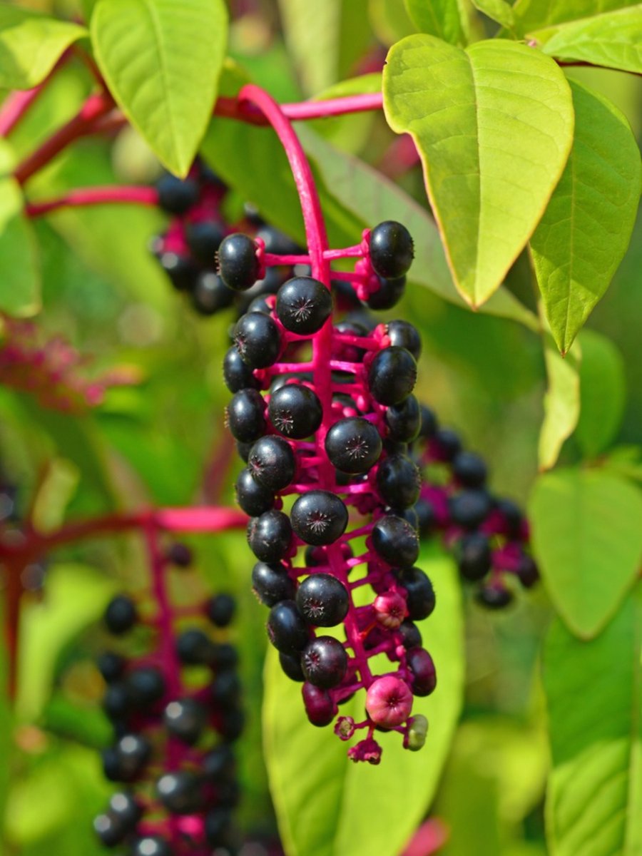 Your plane crashes. You and Gwyneth Paltrow are the only survivors. You are both starving to death.

Gwyneth finds this plant and is very excited to sell it as an enema or a candle or both. She asks you to eat it first to see if it's safe. Do you eat this?
