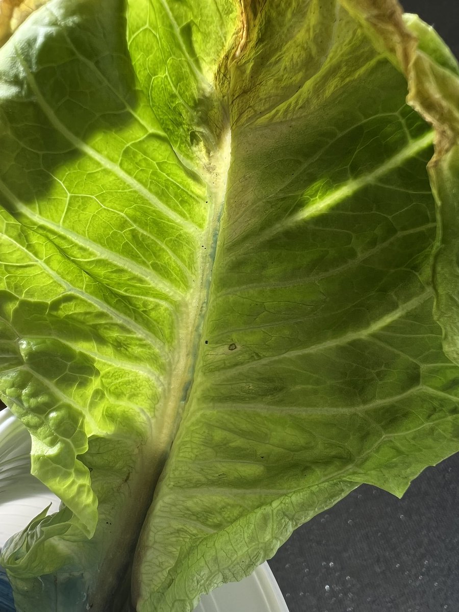 Year3sps's tweet photo. Here are our lettuce leaves which have soaked up the blue and red food colouring we put them in. This helped us to understand how the capillary action in plants work 🥬🔬 https://t.co/mRhFPf4oZZ