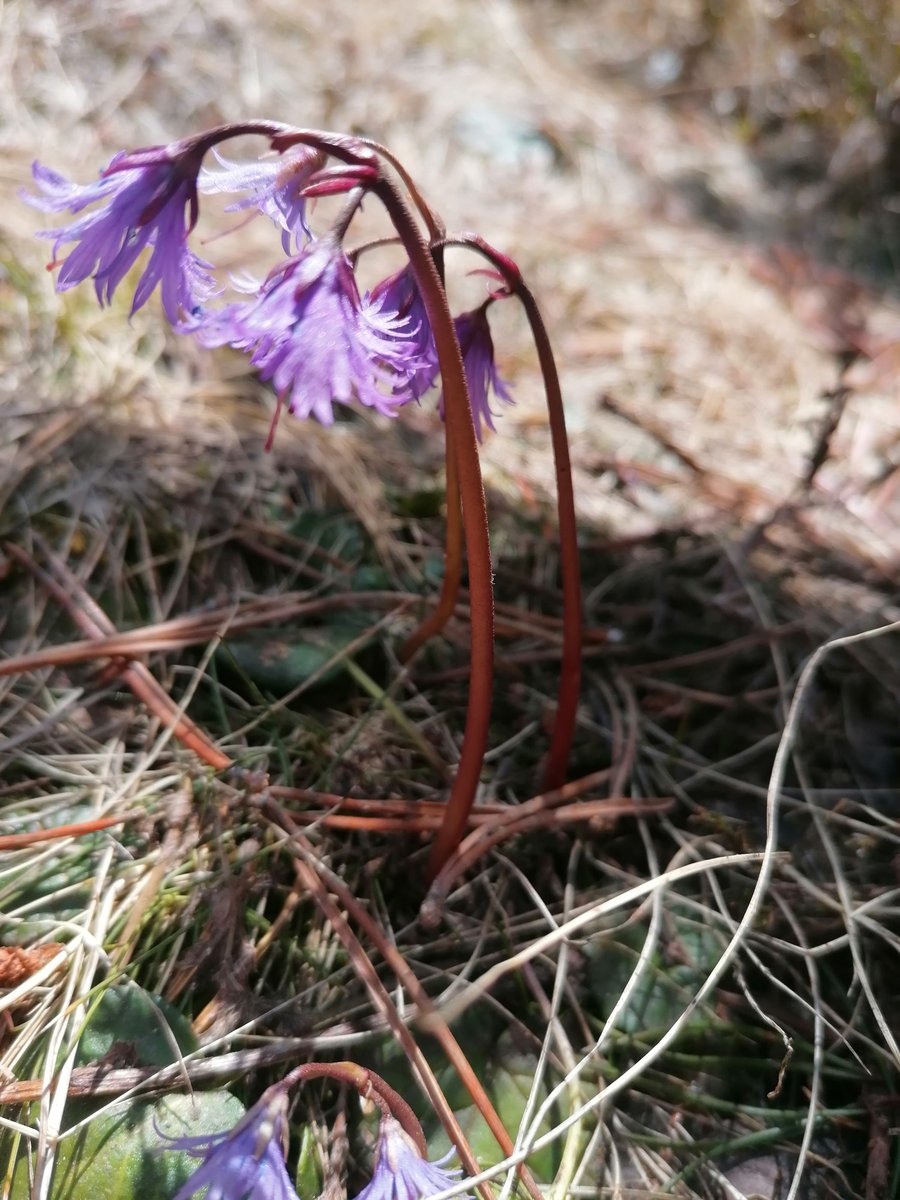 CdaVallsAneu's tweet photo. El #RanunclePirinenc #RanunculusPyrenaeus indica que la neu s'ha fos, ja que és el ranuncle que floreix just després del desglaç; #Soldanel_la #SoldanellaAlpina, #HerbadelaFam #PotentillaNeumanniana. Forces papallones ja voleien i es deixen veure, com l'#ortiguera #AglaisUrticae https://t.co/q46Dy425B2