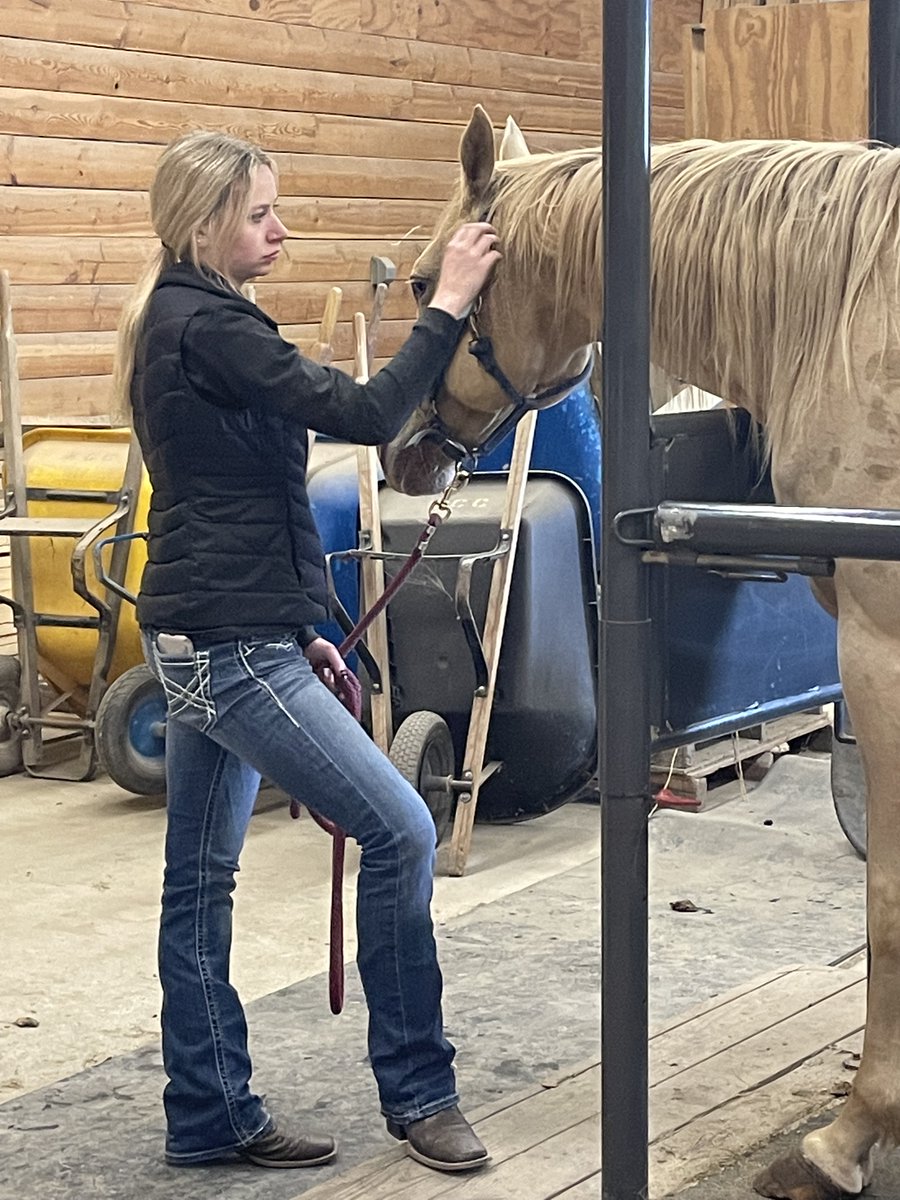 KayleenTruex's tweet photo. Bopping around to see different students as they job shadow for May Term.  Today I had the opportunity to witness a horse be artificially inseminated for  Kristin McClellan's job shadowing experience at the Ellsworth Equine Center.  What an opportunity! #IFACadetPride #IFAMayTerm https://t.co/xhfNrWhQya