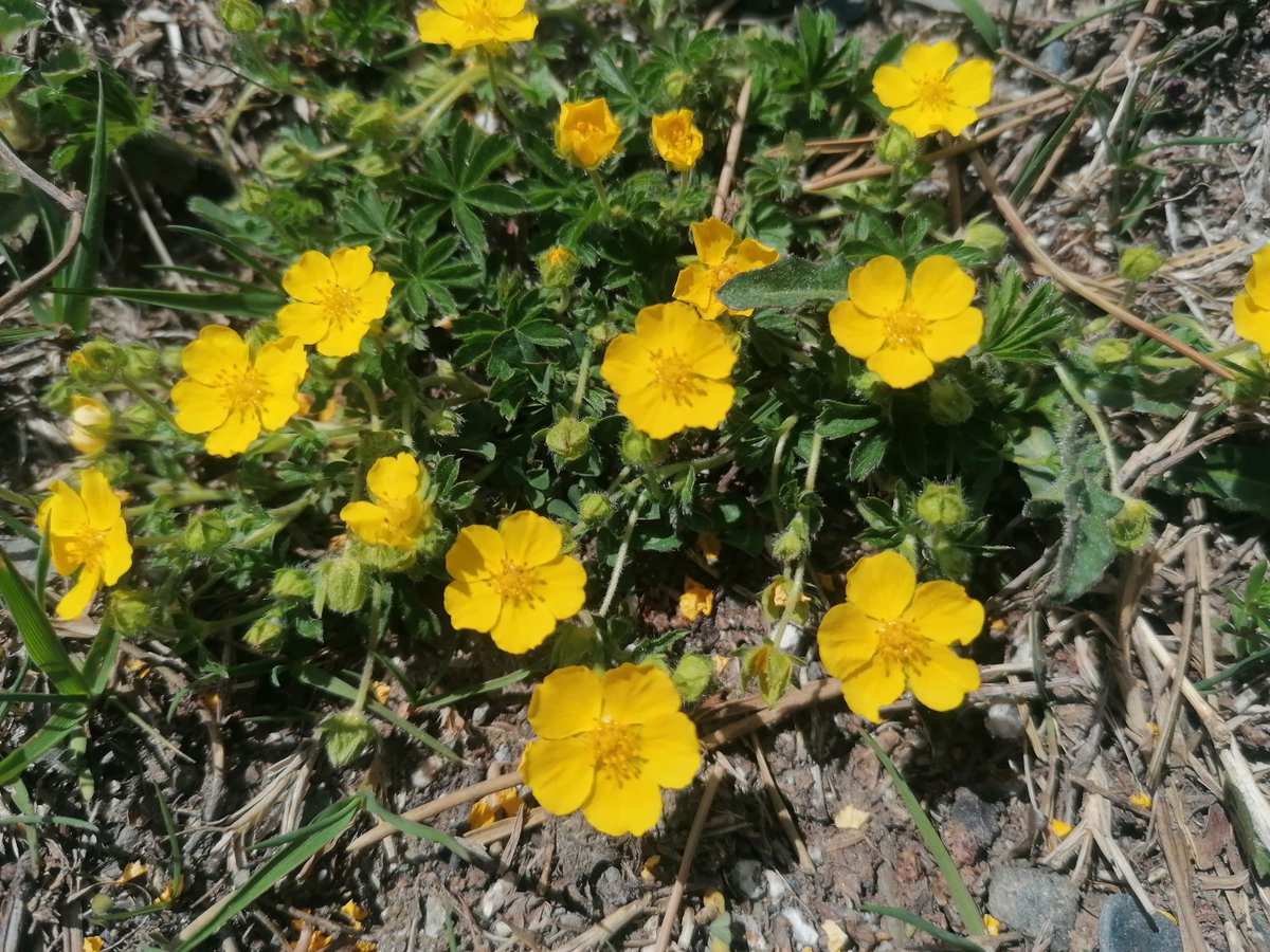 CdaVallsAneu's tweet photo. El #RanunclePirinenc #RanunculusPyrenaeus indica que la neu s'ha fos, ja que és el ranuncle que floreix just després del desglaç; #Soldanel_la #SoldanellaAlpina, #HerbadelaFam #PotentillaNeumanniana. Forces papallones ja voleien i es deixen veure, com l'#ortiguera #AglaisUrticae https://t.co/q46Dy425B2