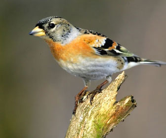 riky7372's tweet image. Lo spiedo bresciano a base di Peppola.
Fate schifo. 🤮🤮🤮
Vi auguro tutti gli #spillover di questo mondo, maledetti. 🤬🤬🤬
Leghisti schifosi in testa. 🤮
#GoVegan #Vegan #AnimaliLiberi #DoveteMorireMale.