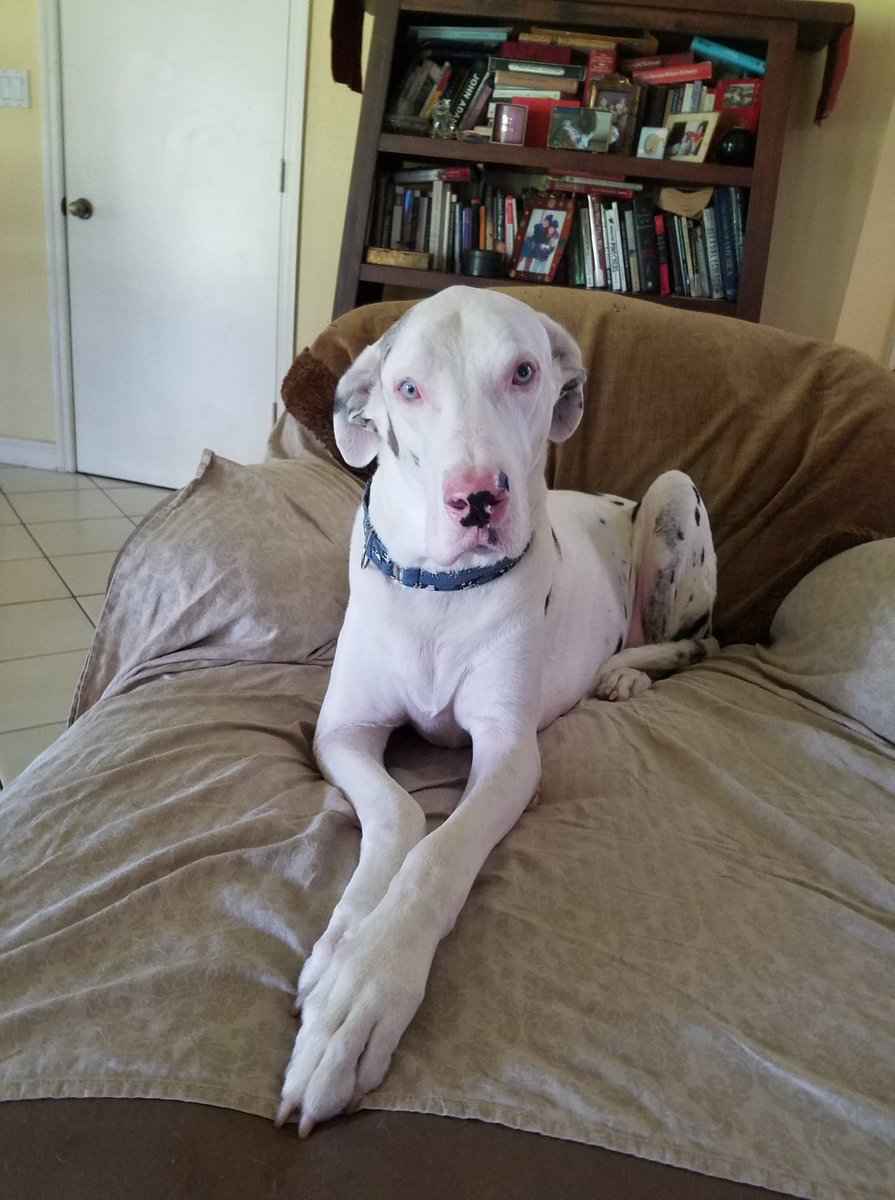 ckarr2's tweet photo. @RevengeBunny @umgdr @reddogsusie @WinglessBird_ @SandraK93322487 @for_pittys @Janetlynne211 @4paws8 @jijmpel @rollca49 @MelissaRNMBA @DebraDragonhea2 @HappyClam @sharon58642664 @NMBewitched @venetianblonde @MyBoxerLuvMac1 @mapleveewesem Emmett sez, "Next stop, furniture store for ALI's new chaise."  Thanks for going big, the love is supersized, too. #AdoptADane https://t.co/OueBX7cbIm