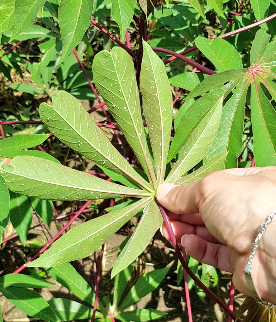 SamarSheat's tweet photo. ๐๐ฟ what role does the #whitefly #bemisia #tabaci plays in #cassava brown streak virus #CBSV #infection and #cassava brown streak #dieases #CBSD spreading ๐ฟ๐ despite the 'Major' role of the human assist in spreading disease ๐๐ฟ
@DrStephanWinte1 https://t.co/U55NP9J7Bq