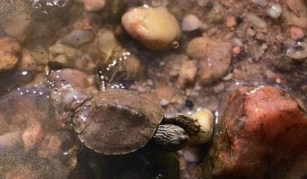 NEPARC's tweet photo. #TurtlesNeedOurHelp, and Maryland volunteers came to the rescue for Northern Map Turtle (Graptemys geographica) nesting areas just in time for #WildTurtleWeek!
https://t.co/yMWuk8xdHP https://t.co/KVLXpuYK5j