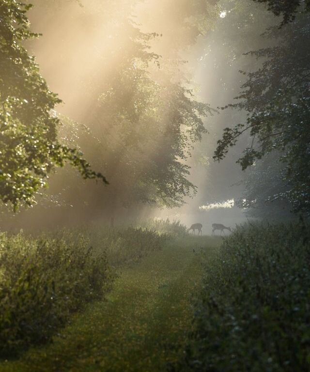 nymphaeria's tweet image. just feel.