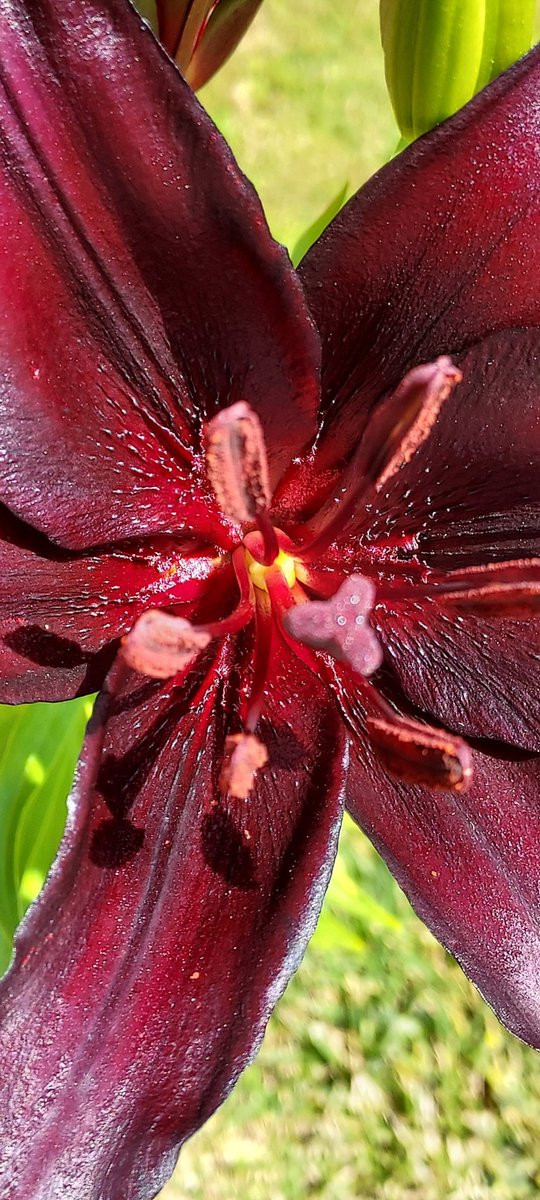 PerishedGarden's tweet photo. #MarsTuesday and another great example of the #RedPlanet This #DayLilly is definitely an eye catcher. Watch its growth on my #youtube Front Border W15 @ https://t.co/joT8iqxZPK
#garden #flower #plants #springBlooms #diygarden #RedTuesday #Tuesday https://t.co/knXr3DWnPJ