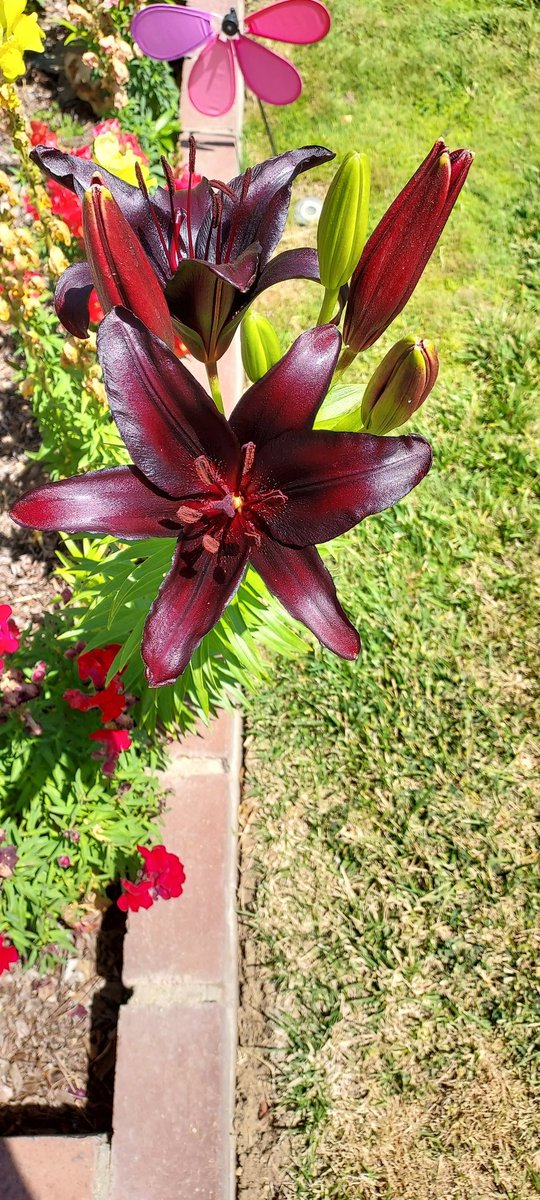 PerishedGarden's tweet photo. #MarsTuesday and another great example of the #RedPlanet This #DayLilly is definitely an eye catcher. Watch its growth on my #youtube Front Border W15 @ https://t.co/joT8iqxZPK
#garden #flower #plants #springBlooms #diygarden #RedTuesday #Tuesday https://t.co/knXr3DWnPJ