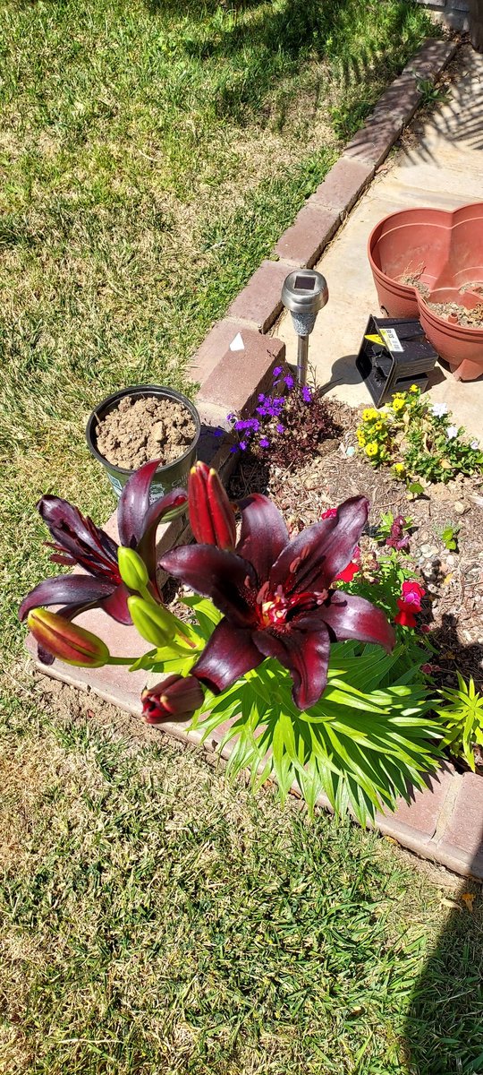 PerishedGarden's tweet photo. #MarsTuesday and another great example of the #RedPlanet This #DayLilly is definitely an eye catcher. Watch its growth on my #youtube Front Border W15 @ https://t.co/joT8iqxZPK
#garden #flower #plants #springBlooms #diygarden #RedTuesday #Tuesday https://t.co/knXr3DWnPJ