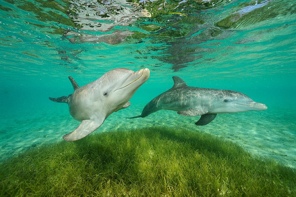 Dolphins identify friends by sound and smell. Picture by Brian J. Skerry.