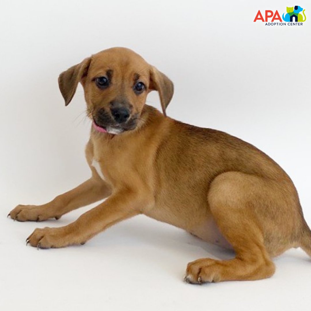 APAofMO's tweet photo. All of these adorable pups are looking for loving homes! If youโve been considering adding a puppy to your pack, today is a great day to stop by the APA!
For more information on any of these cuties, please visit: https://t.co/Xo8aS9CMGw.
#APA #APAMO #AdoptDontShop #Puppies https://t.co/TrizndFLNg