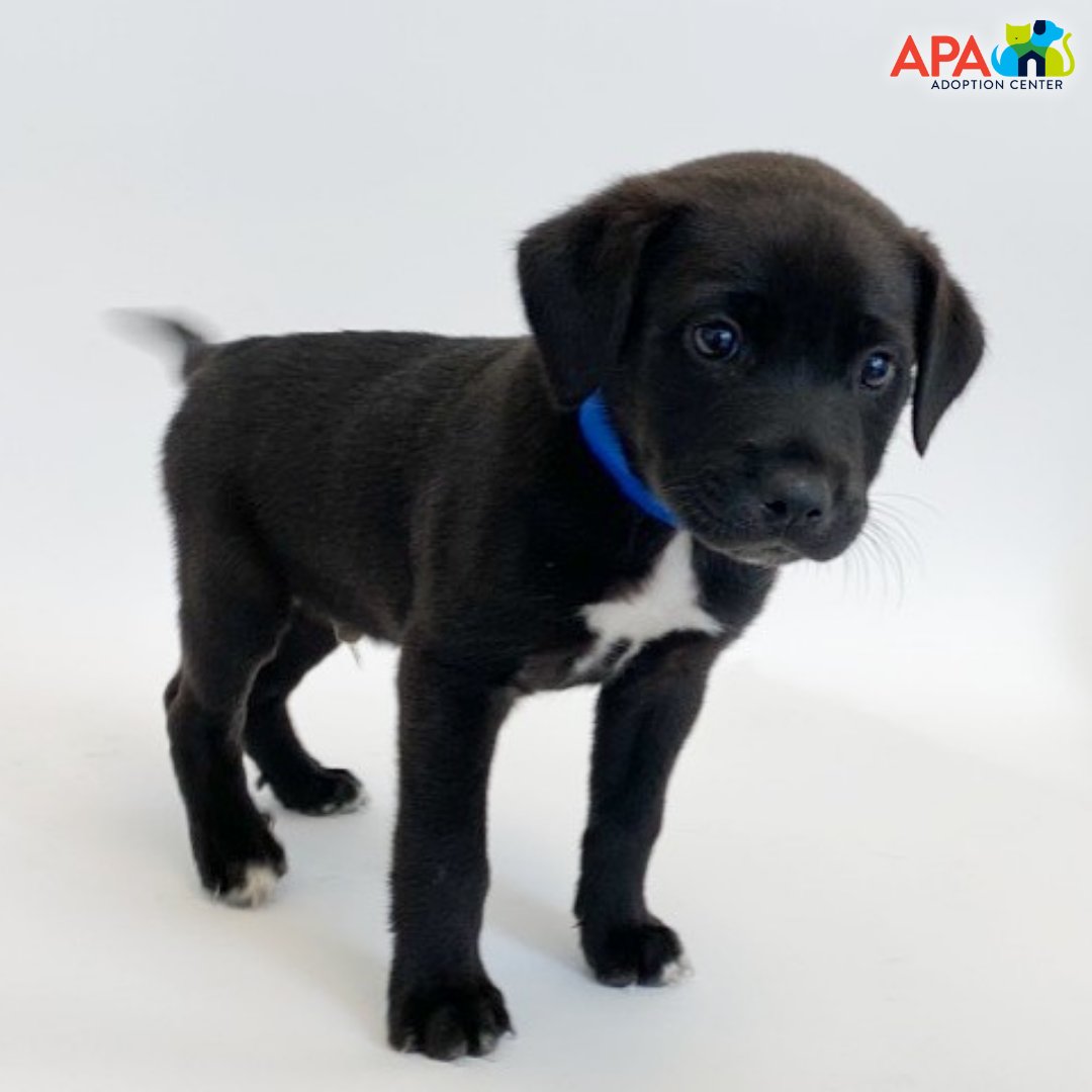 APAofMO's tweet photo. All of these adorable pups are looking for loving homes! If youโve been considering adding a puppy to your pack, today is a great day to stop by the APA!
For more information on any of these cuties, please visit: https://t.co/Xo8aS9CMGw.
#APA #APAMO #AdoptDontShop #Puppies https://t.co/TrizndFLNg