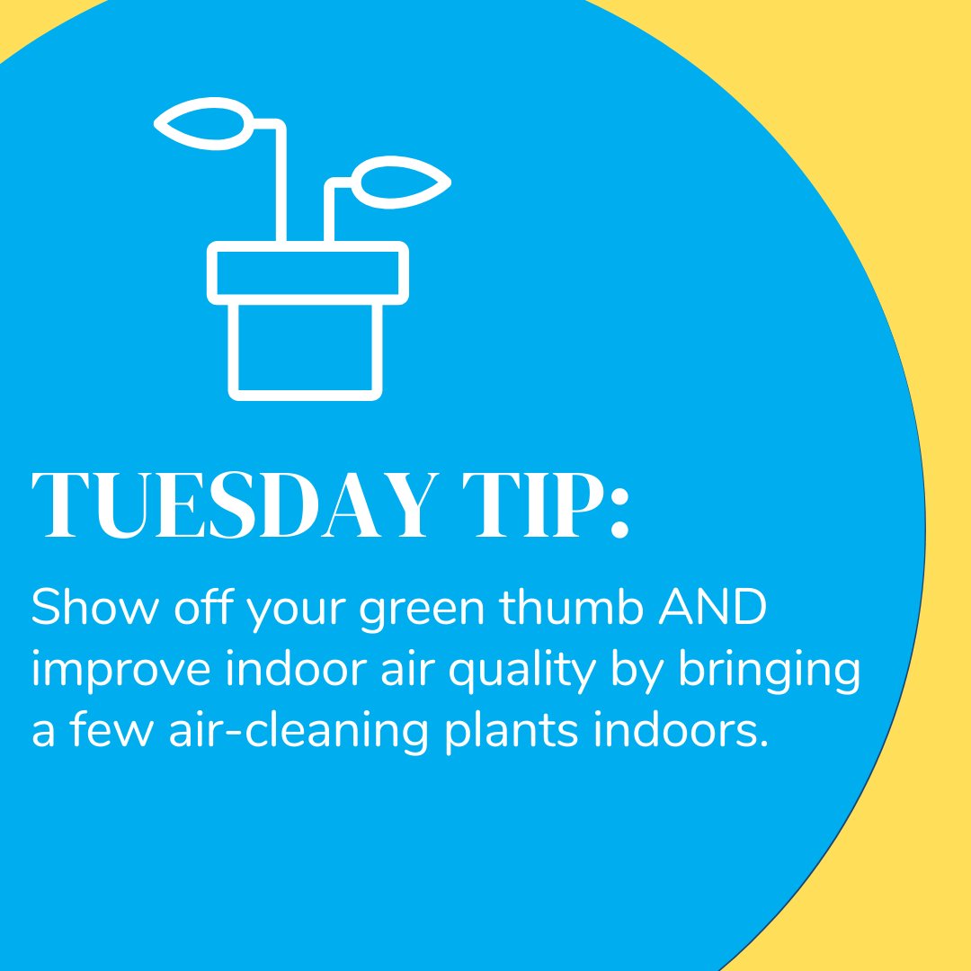 Try #EnglishIvy, #ParlourPalm, and #VarigatedSnakePlant — keep all out of reach of pets and kids. #HomeTips #AirQuality #AirCleaningPlants