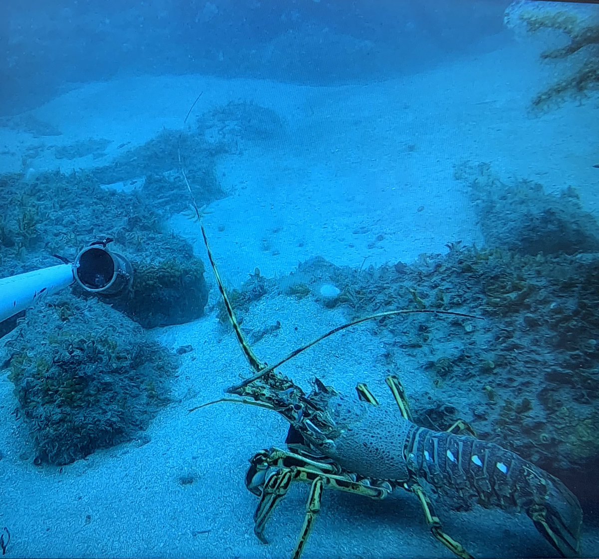 Great to see Crawfish on our Baited Remote Underwater Video #crawfish #conservation #MPA #MPASuccess #SpinyLobster