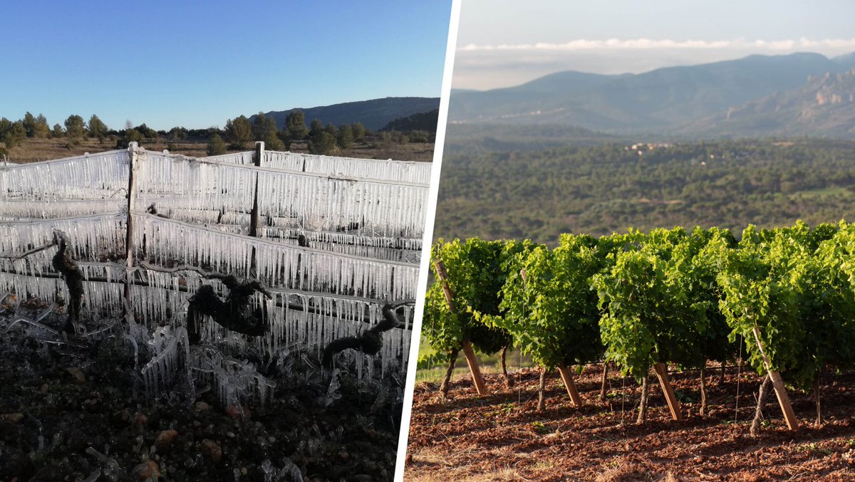 How Southern French Winemakers Are Adapting Their Rosés to Climate Change ? Incitful answers from vineyards adapting to #climatechange. daily.sevenfifty.com/how-southern-f…