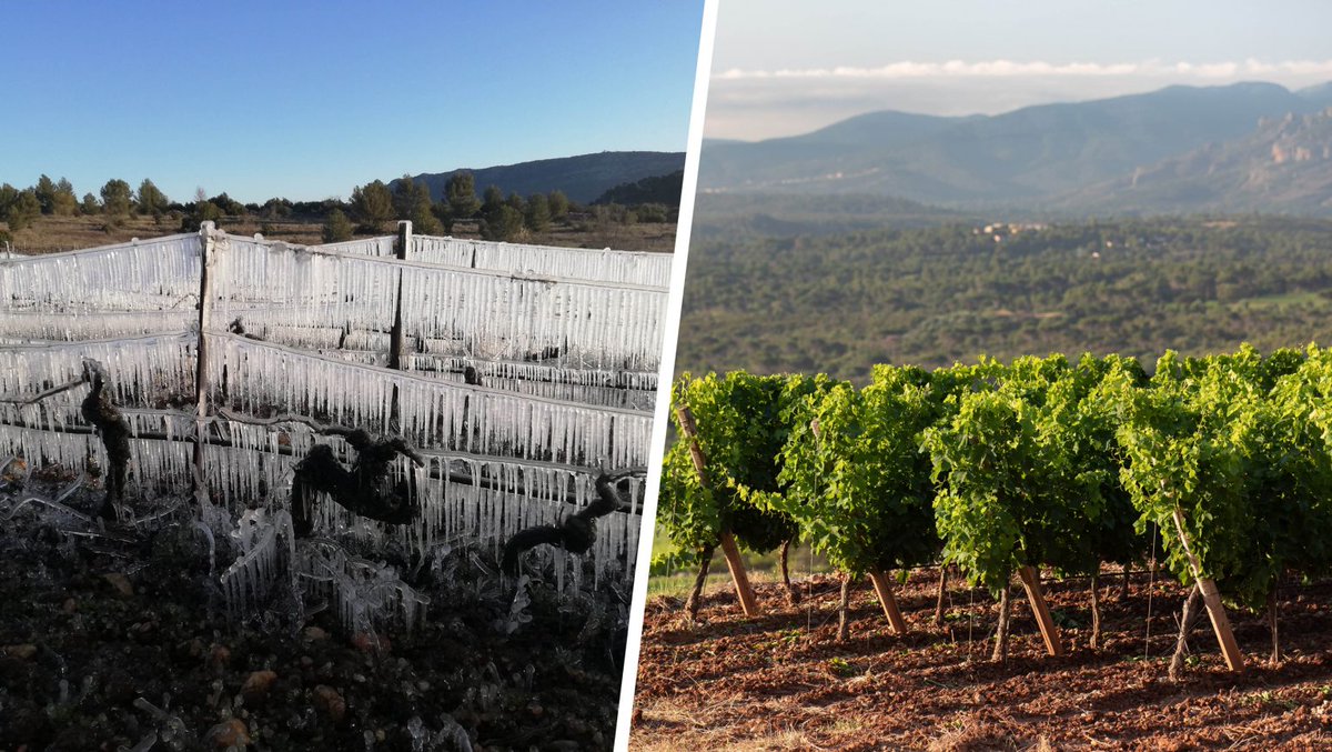 nugrowthbio's tweet photo. How Southern French Winemakers Are Adapting Their Rosés to Climate Change ?  Incitful answers from vineyards adapting to #climatechange.

https://t.co/s7NLMREFOo https://t.co/k37EA93Dfj